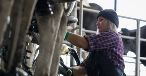 farmer milking cows